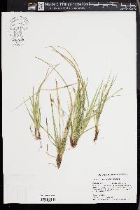 Carex nigromarginata image