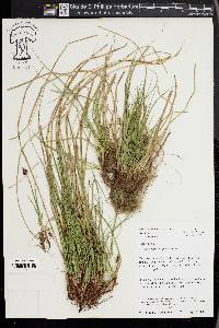 Carex nigromarginata image