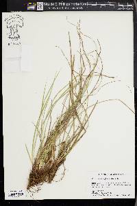 Carex nigromarginata image