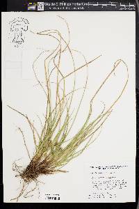 Carex nigromarginata image