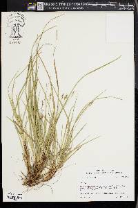 Carex nigromarginata image