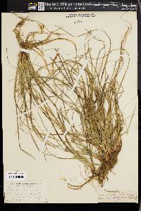 Carex nigromarginata image