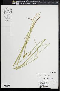 Carex normalis image