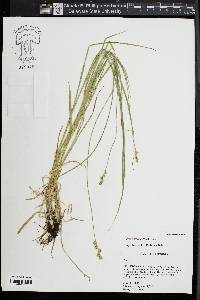 Carex normalis image