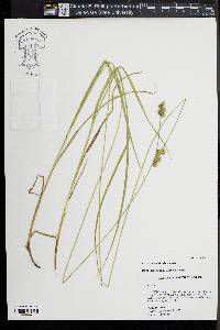 Carex normalis image