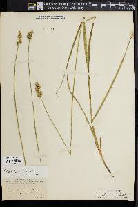 Carex normalis image