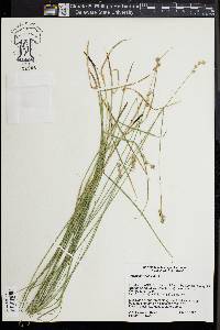 Carex normalis image