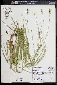 Carex normalis image