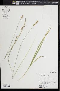 Carex normalis image