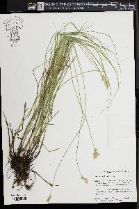 Carex normalis image