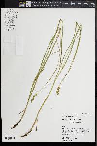 Carex normalis image