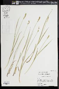 Carex normalis image