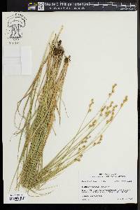 Carex normalis image