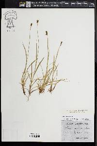 Carex norvegica image