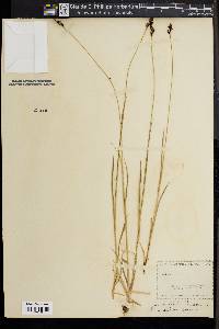 Carex norvegica image