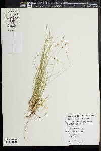 Carex novae-angliae image