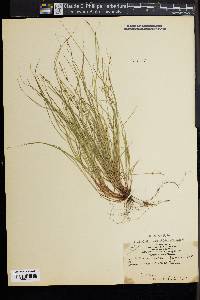 Carex novae-angliae image