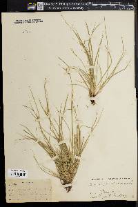 Carex novae-angliae image