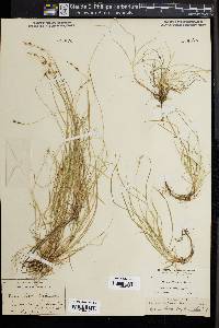 Carex novae-angliae image