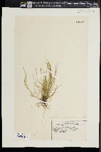 Carex novae-angliae image