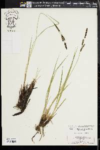 Carex nudata image