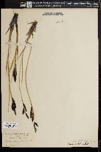 Carex nudata image