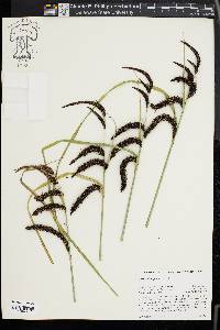 Carex obnupta image