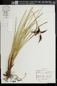 Carex obnupta image