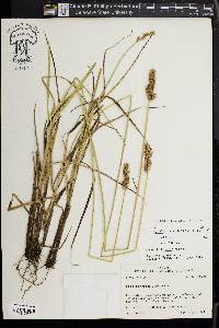 Carex oklahomensis image