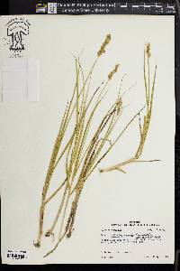 Carex oklahomensis image