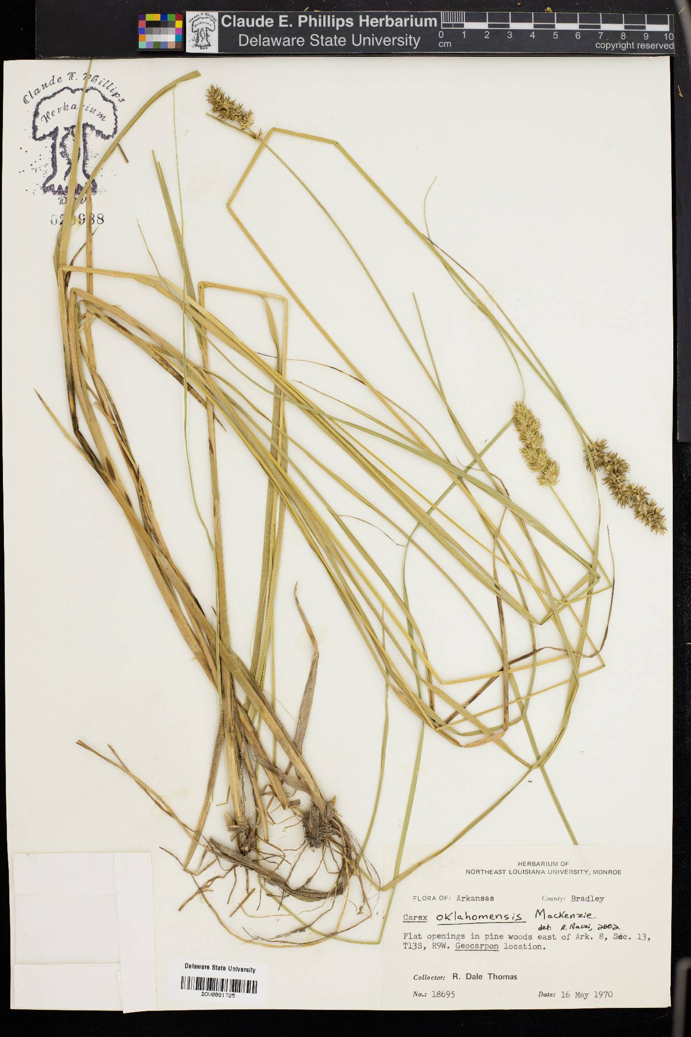 Carex oklahomensis image