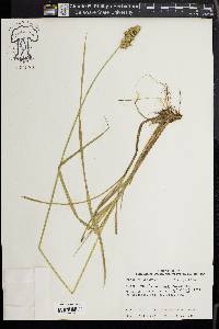 Carex oklahomensis image