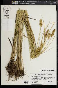 Carex oklahomensis image