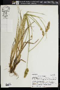 Carex oklahomensis image