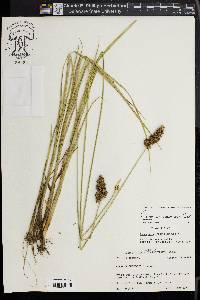 Carex oklahomensis image