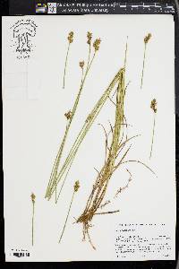 Carex gracilior image