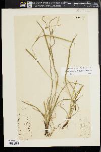 Carex oligocarpa image