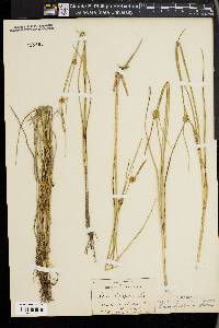 Carex oligosperma image