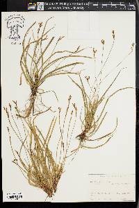 Carex ornithopoda image