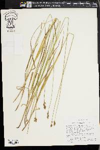 Carex oronensis image