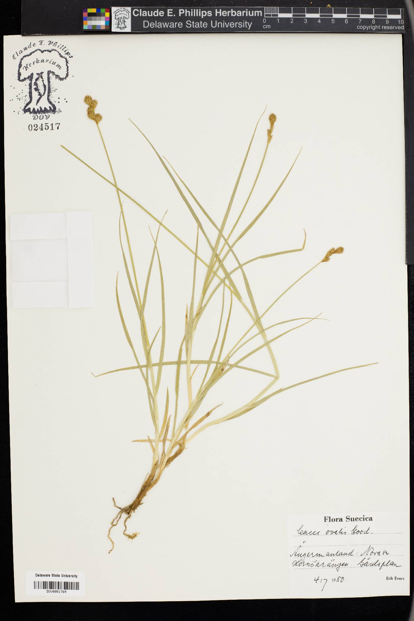 Carex ovalis image