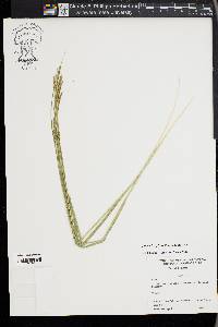 Carex oxylepis image