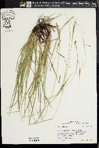 Carex oxylepis image