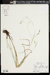 Carex oxylepis image