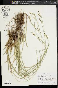 Carex oxylepis image