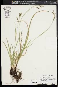 Carex oxylepis image