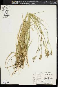 Carex oxylepis image