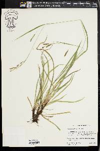 Carex oxylepis image