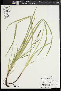 Carex oxylepis image