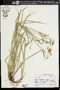 Carex oxylepis image